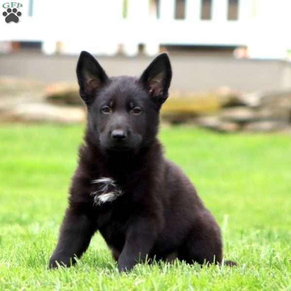 Riley, German Shepherd Puppy