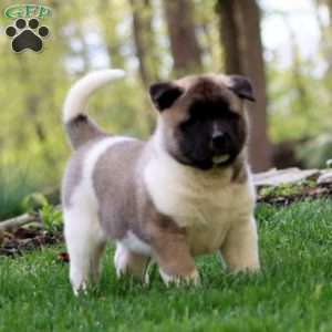 Riley, Akita Puppy