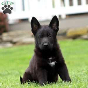 Riley, German Shepherd Puppy