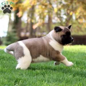 Riley, Akita Puppy