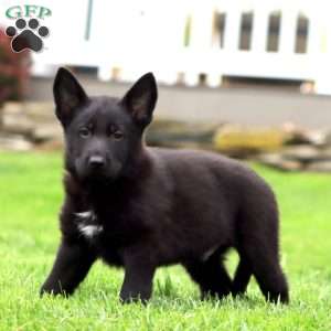 Riley, German Shepherd Puppy