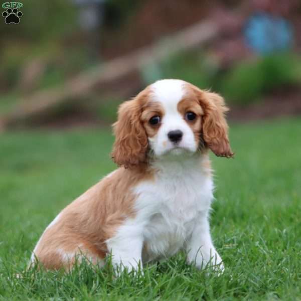 Rilynn, Cavalier King Charles Spaniel Puppy
