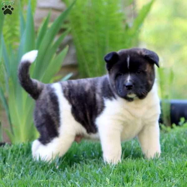 Ripple, Akita Puppy