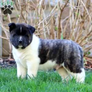 Ripple, Akita Puppy