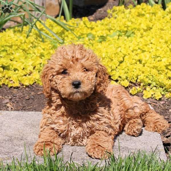 Rita-F1BB, Mini Labradoodle Puppy