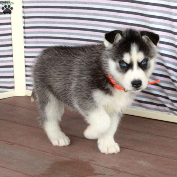 Rita, Siberian Husky Puppy
