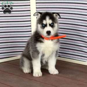 Rita, Siberian Husky Puppy