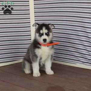 Rita, Siberian Husky Puppy