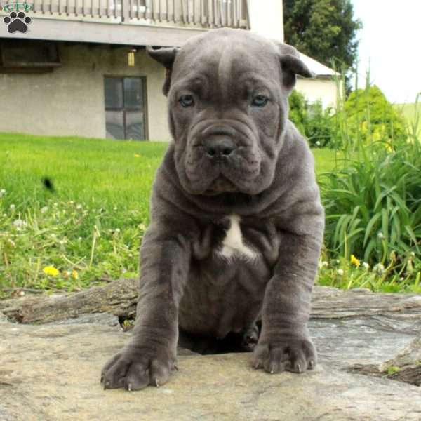 River, Cane Corso Puppy