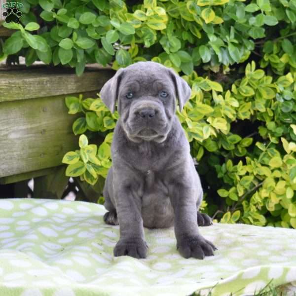 River, Cane Corso Puppy