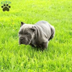 River, Cane Corso Puppy