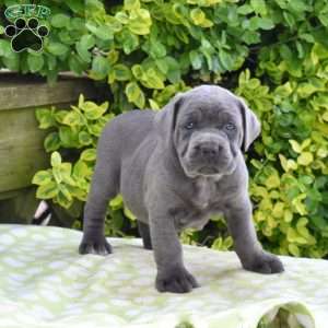 River, Cane Corso Puppy