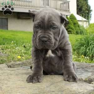 River, Cane Corso Puppy