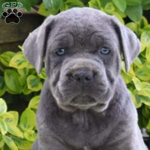 River, Cane Corso Puppy