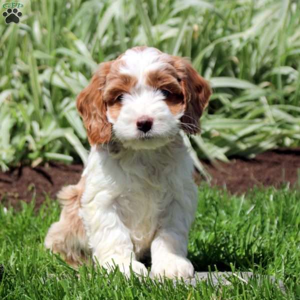 Robin, Cockapoo Puppy