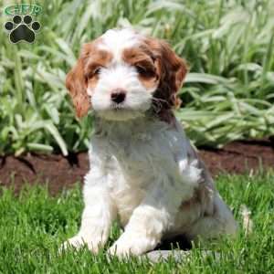 Robin, Cockapoo Puppy