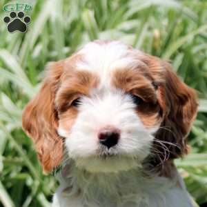 Robin, Cockapoo Puppy