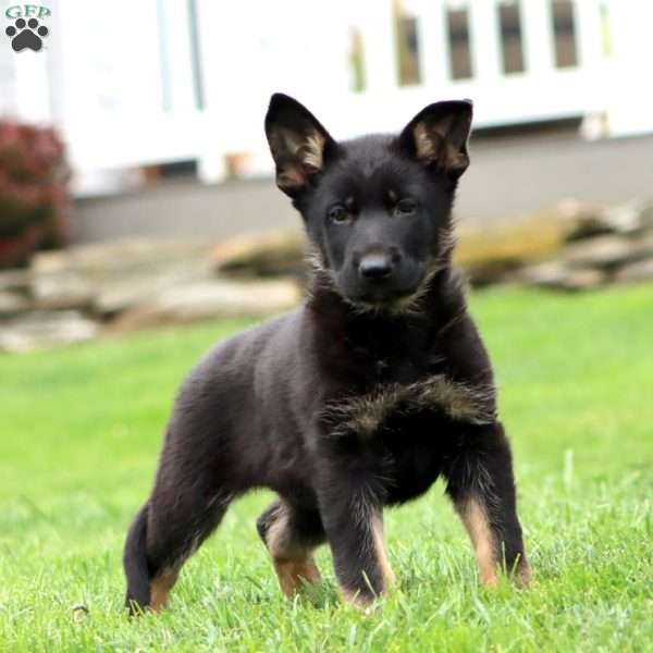 Robin, German Shepherd Puppy