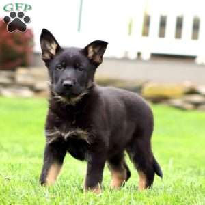 Robin, German Shepherd Puppy