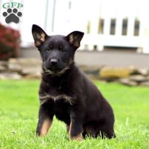 Robin, German Shepherd Puppy
