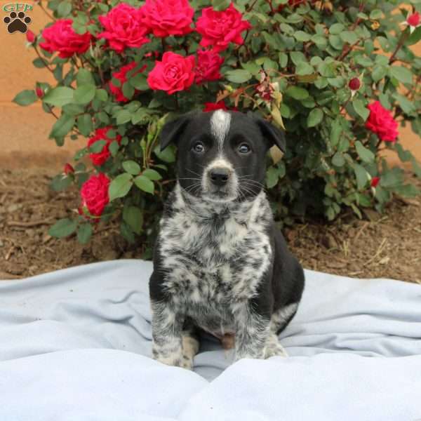 Rocket, Border Collie Mix Puppy