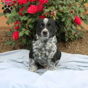 Rocket, Border Collie Mix Puppy