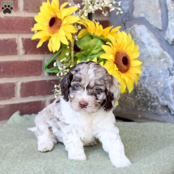 Rocky, Cockapoo Puppy