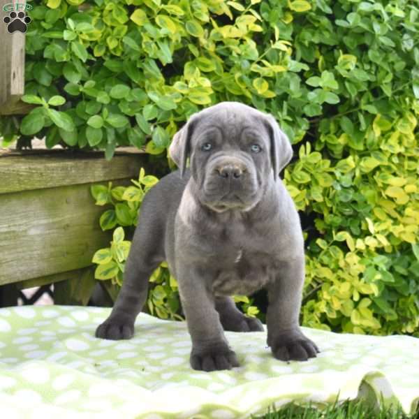 Rocky, Cane Corso Puppy