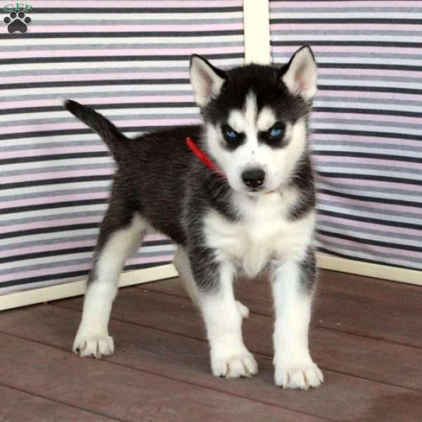 Rocky, Siberian Husky Puppy