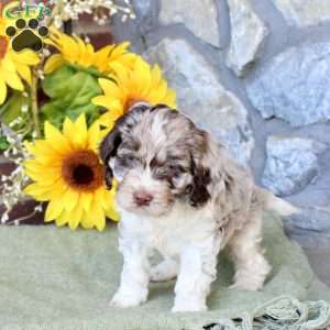 Rocky, Cockapoo Puppy