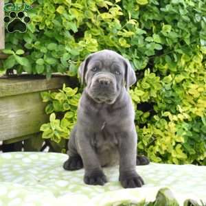 Rocky, Cane Corso Puppy