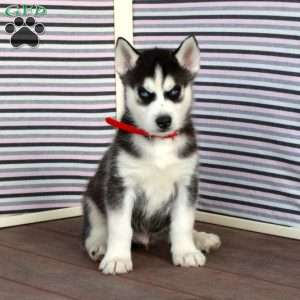 Rocky, Siberian Husky Puppy