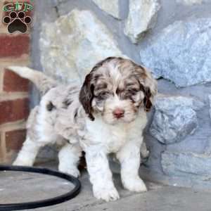 Rocky, Cockapoo Puppy