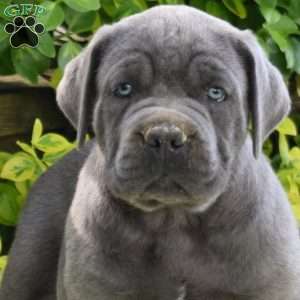 Rocky, Cane Corso Puppy