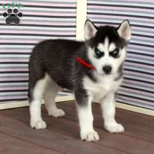 Rocky, Siberian Husky Puppy