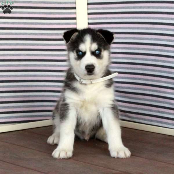Rodger, Siberian Husky Puppy