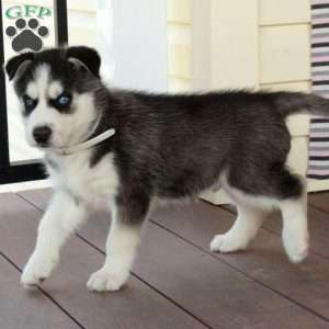 Rodger, Siberian Husky Puppy