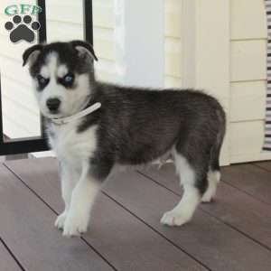 Rodger, Siberian Husky Puppy