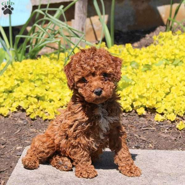 Roger-F1BB, Mini Labradoodle Puppy