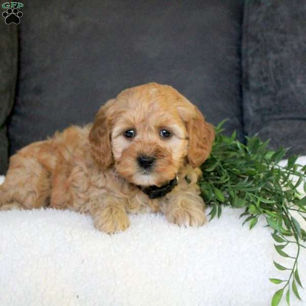 Roman, Mini Goldendoodle Puppy
