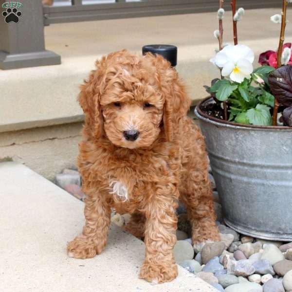 Roman, Mini Goldendoodle Puppy