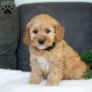 Roman, Mini Goldendoodle Puppy