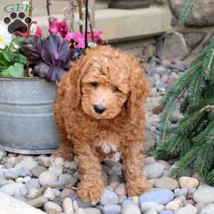 Roman, Mini Goldendoodle Puppy