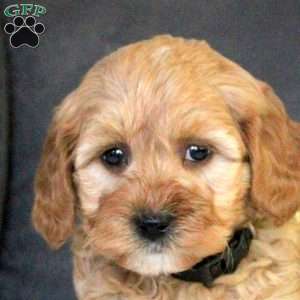 Roman, Mini Goldendoodle Puppy