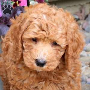Roman, Mini Goldendoodle Puppy