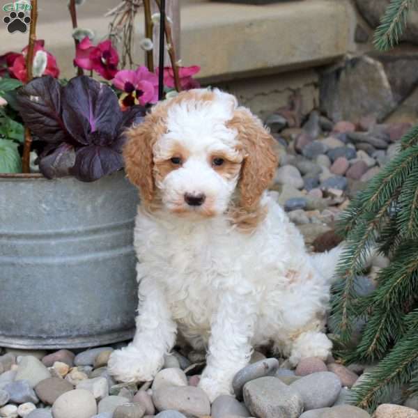 Ronnie, Mini Goldendoodle Puppy