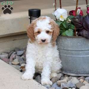 Ronnie, Mini Goldendoodle Puppy