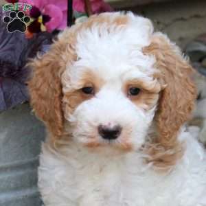Ronnie, Mini Goldendoodle Puppy