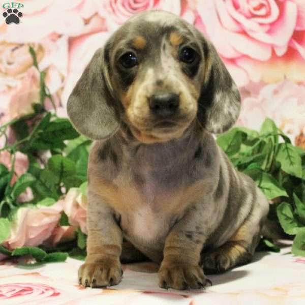 Rosalia, Dachshund Puppy
