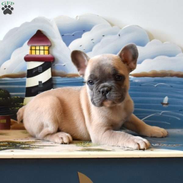 Rose, French Bulldog Puppy